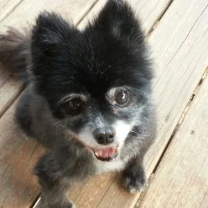 Meet your Posher, Patricia